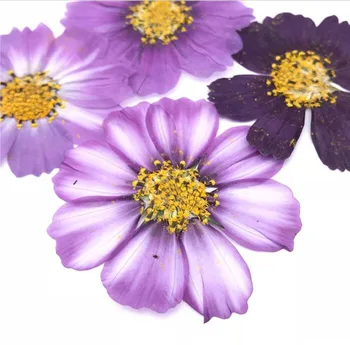 100buc 4-7cm Uscate Presate Violet Cosmos Bipinnata Cav. Flori Pentru carte Poștală Bijuterii Marcaj Ambarcațiuni DIY Accesorii Flori