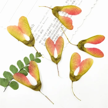12pcs Naturale Presate Flori Uscate de Arțar copac flori pentru DIY Arte Meserii Scrapbooking Ornamente de Luare de Bijuterii
