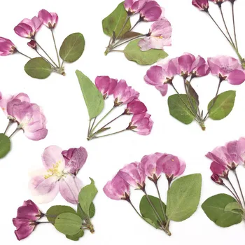 15buc Uscate Presate Malus Spectabilis Ramură de Flori de Plante Ierbar Pentru Bijuterii carte Poștală Marcaj Telefon Caz Album Ambarcațiuni