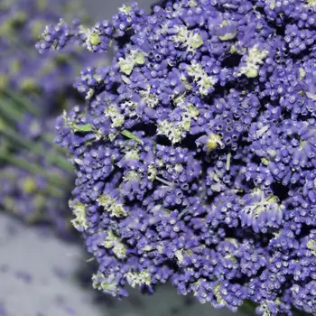 20g Violet Naturale, Flori Uscate de lavanda, lavanda plicuri Folosite pentru purificarea aerului și de a promova somn