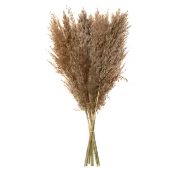 Fotografiere Elemente De Recuzită, Decor Acasă Material Natural Reed Naturale Uscate Buchete Mici De Iarbă De Pampas Real De Flori Tulpini De Plante
