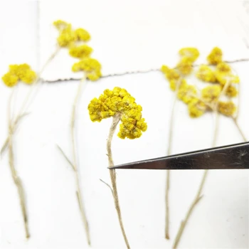 Naturale galben de Flori Uscate Presate Flori Uscate Ramură Mini Aranjament Decorativ Fundal Fotografie Decorare 8pcs/sac